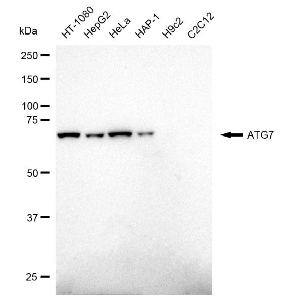 ATG7 Antibody in Western Blot (WB)