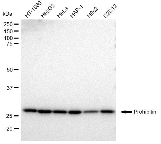 Prohibitin Antibody in Western Blot (WB)