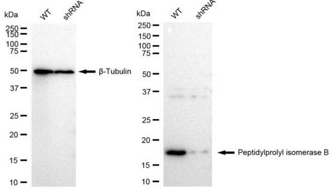 Cyclophilin B Antibody