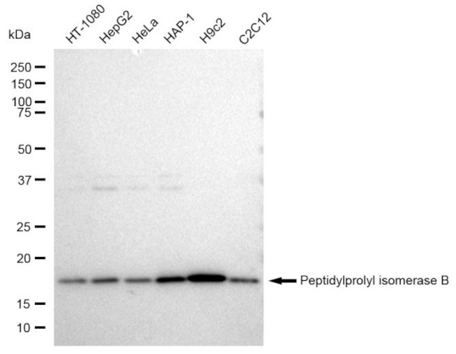 Cyclophilin B Antibody in Western Blot (WB)