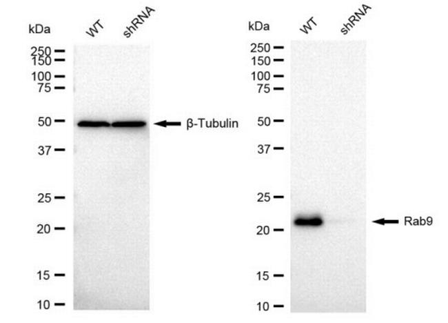 RAB9 Antibody