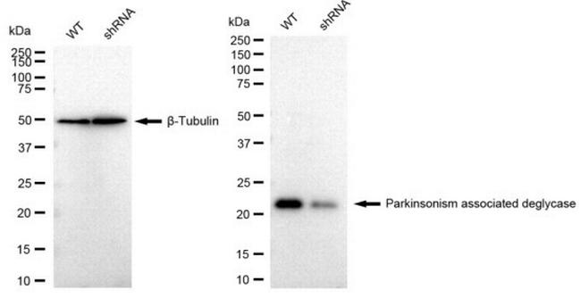 DJ-1 Antibody