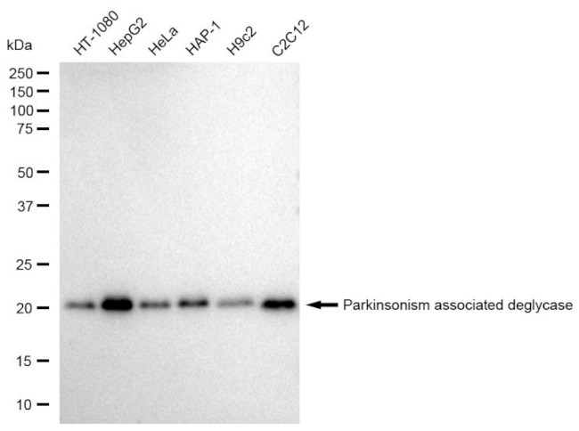 DJ-1 Antibody in Western Blot (WB)