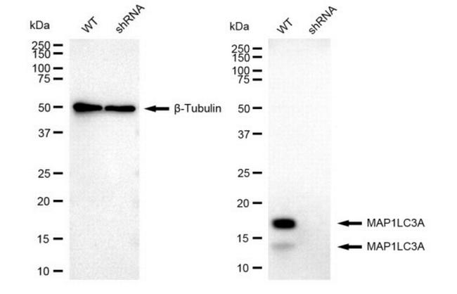 LC3A Antibody