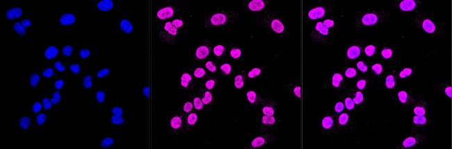 14-3-3 gamma Antibody in Immunocytochemistry (ICC/IF)