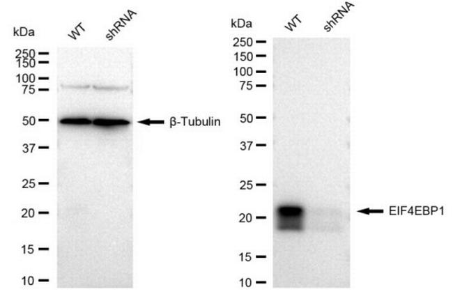 4EBP1 Antibody