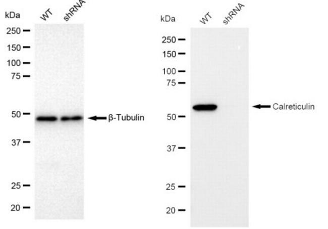 Calreticulin Antibody