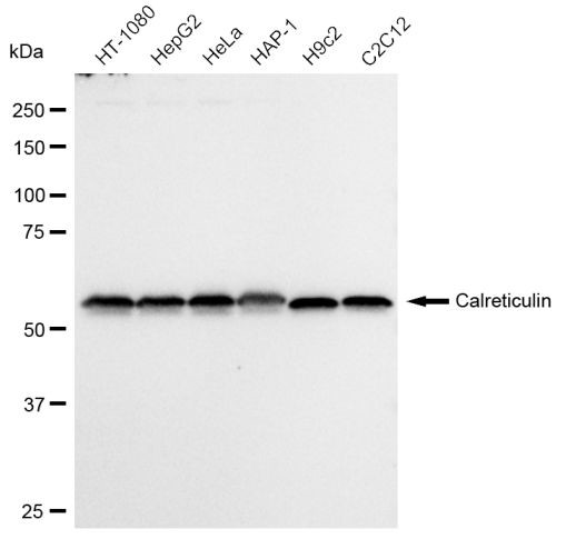 Calreticulin Antibody in Western Blot (WB)