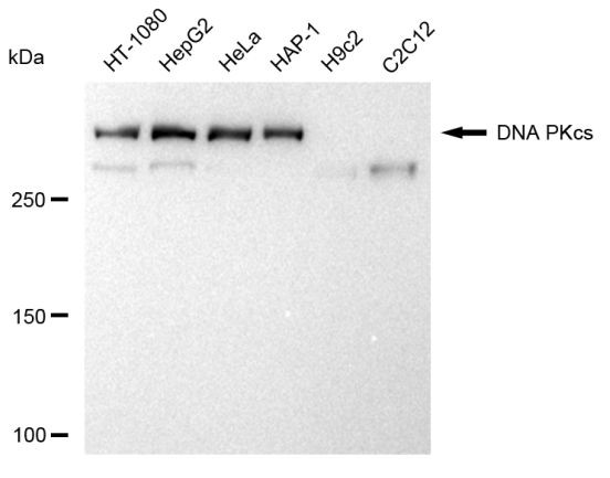 DNA-PK Antibody in Western Blot (WB)