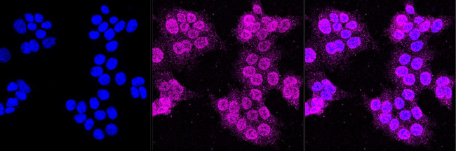 MERTK Antibody in Immunocytochemistry (ICC/IF)