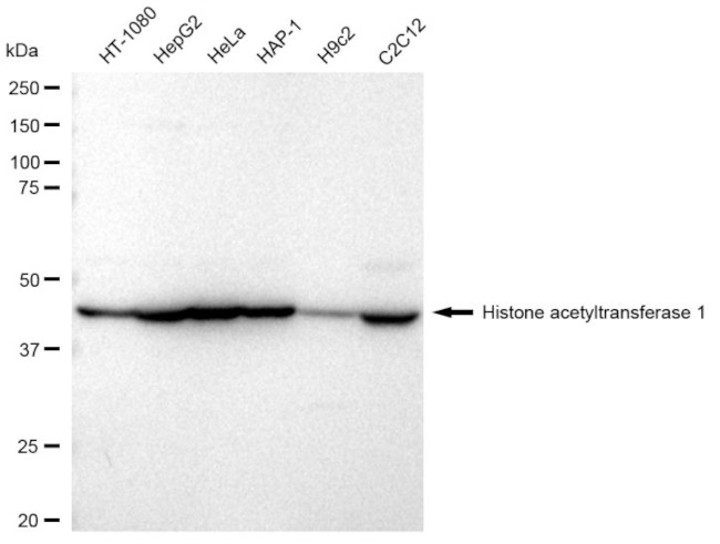 HAT1 Antibody in Western Blot (WB)