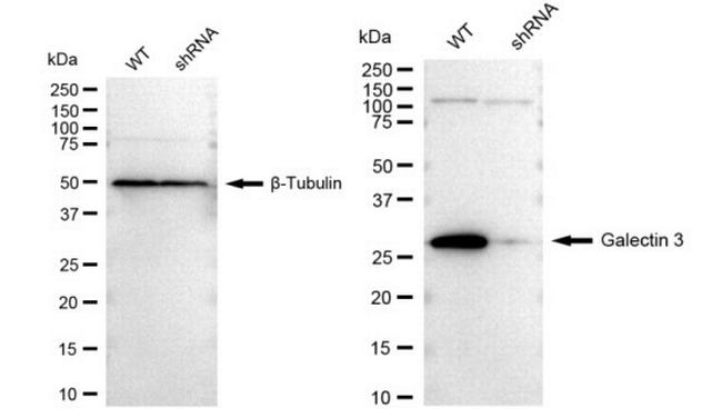 Galectin 3 Antibody