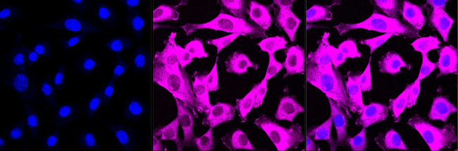 Cyclophilin F Antibody in Immunocytochemistry (ICC/IF)