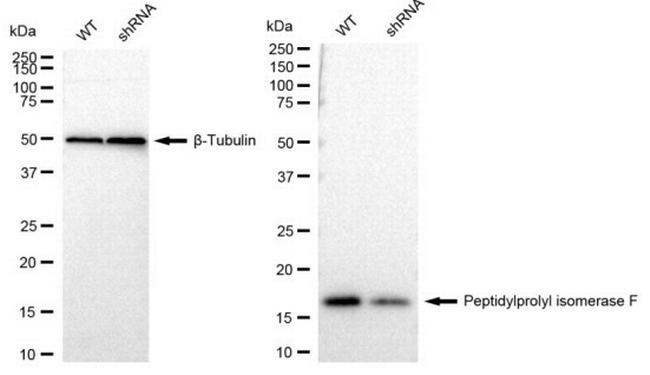 Cyclophilin F Antibody