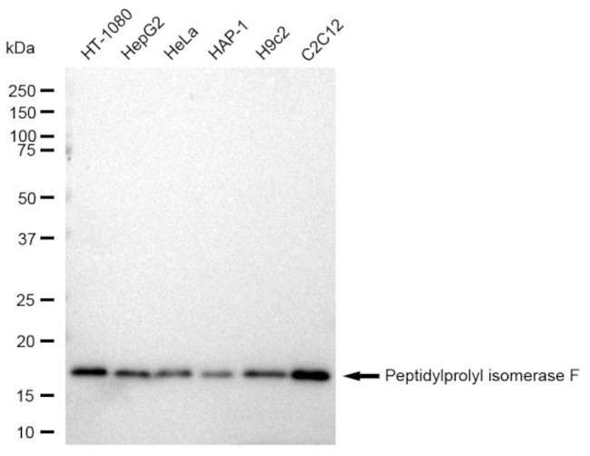 Cyclophilin F Antibody in Western Blot (WB)