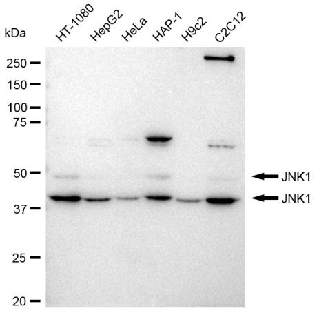 JNK1 Antibody in Western Blot (WB)