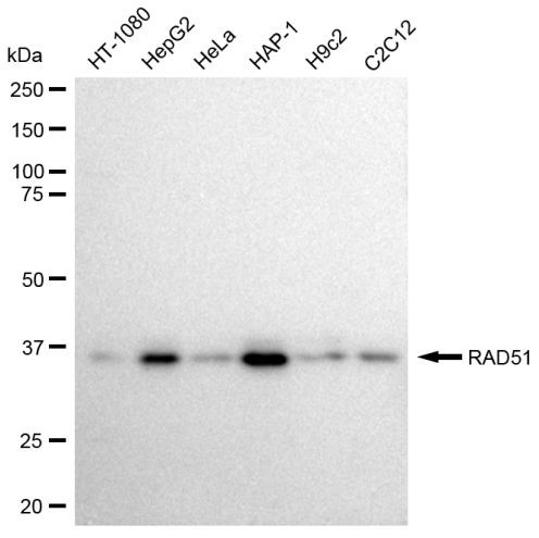 RAD51 Antibody in Western Blot (WB)