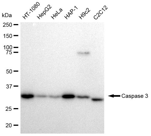 Caspase 3 Antibody in Western Blot (WB)