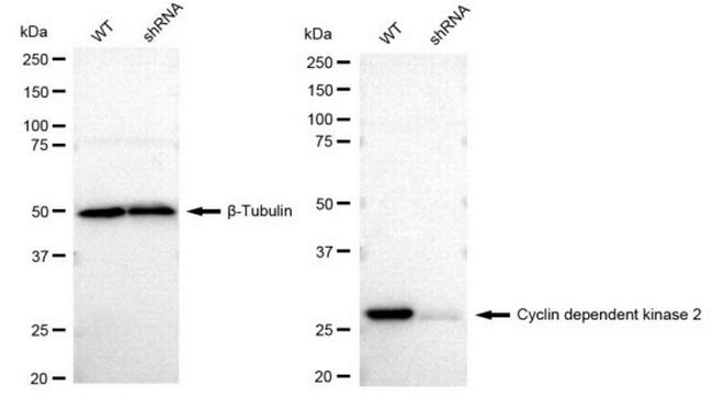 CDK2 Antibody