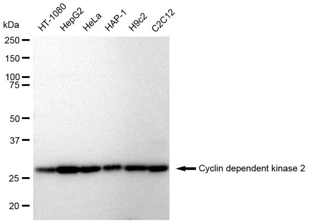 CDK2 Antibody in Western Blot (WB)