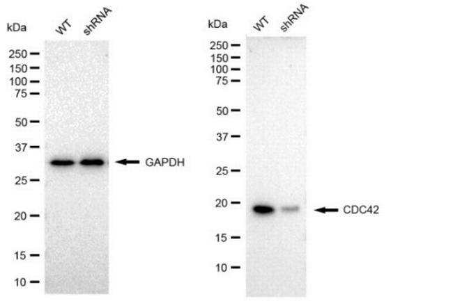 Cdc42 Antibody