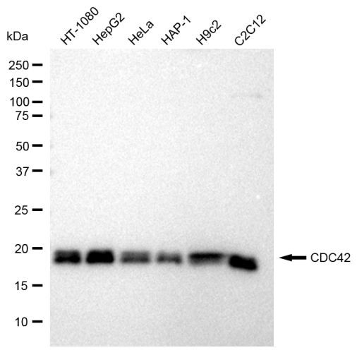 Cdc42 Antibody in Western Blot (WB)