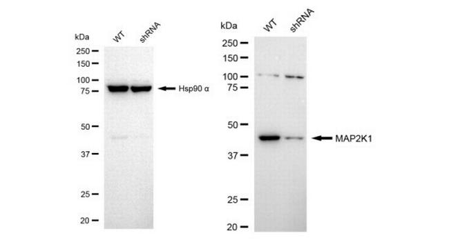 MEK1 Antibody