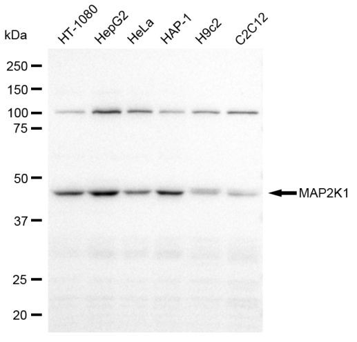 MEK1 Antibody in Western Blot (WB)