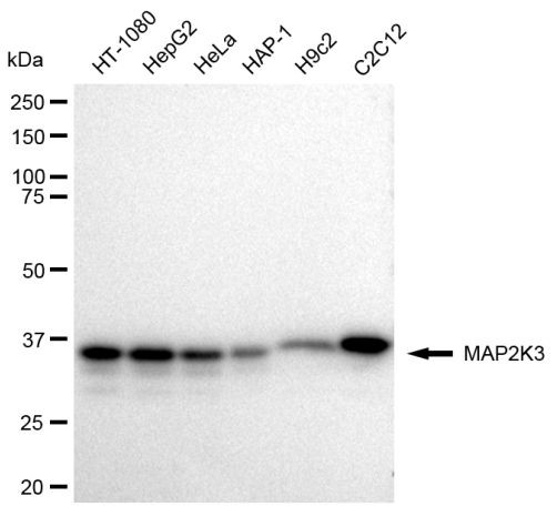 MEK3 Antibody in Western Blot (WB)