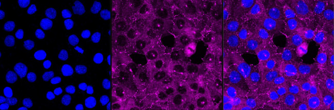 Paxillin Antibody in Immunocytochemistry (ICC/IF)