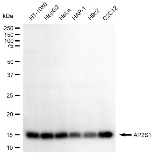 AP2S1 Antibody in Western Blot (WB)