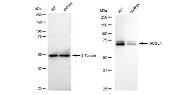 ACSL4 Antibody