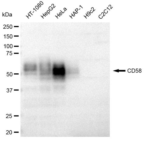 CD58 Antibody in Western Blot (WB)