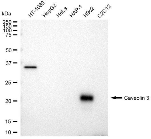 Caveolin 3 Antibody in Western Blot (WB)