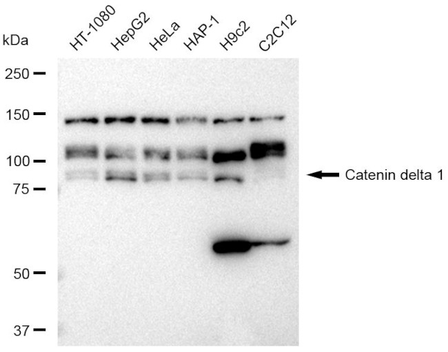 delta Catenin Antibody in Western Blot (WB)