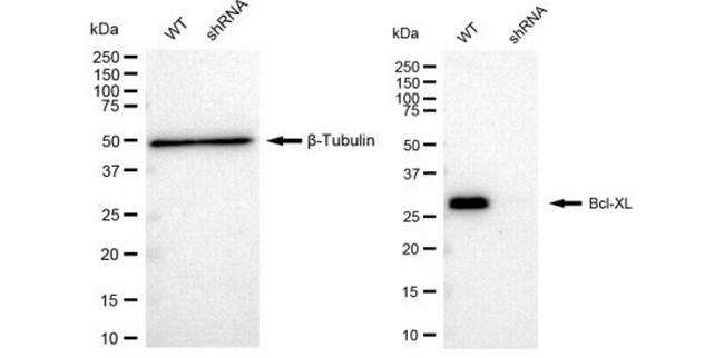 BCL-XL Antibody