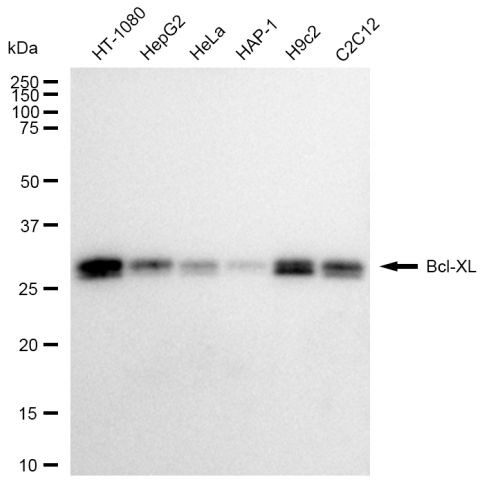 BCL-XL Antibody in Western Blot (WB)