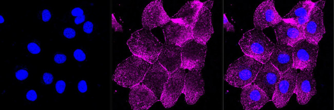 CD44 Antibody in Immunocytochemistry (ICC/IF)