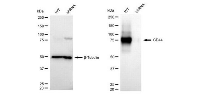 CD44 Antibody