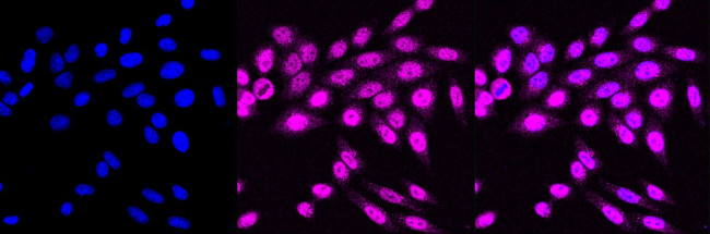 AHR Antibody in Immunocytochemistry (ICC/IF)