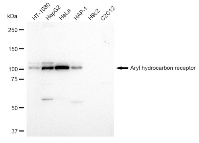 AHR Antibody in Western Blot (WB)