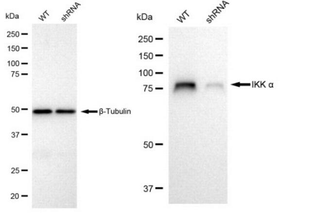 IKK alpha Antibody