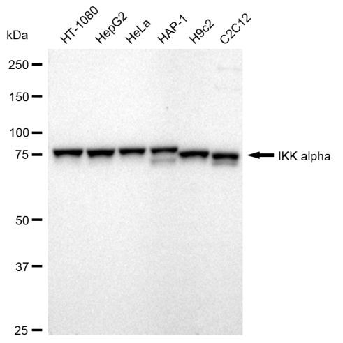 IKK alpha Antibody in Western Blot (WB)