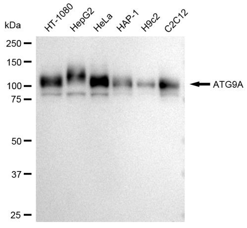 ATG9A Antibody in Western Blot (WB)