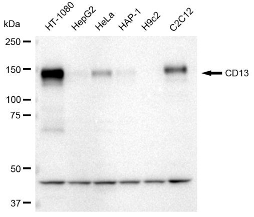 CD13 Antibody in Western Blot (WB)