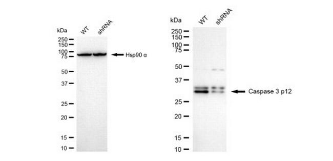 Caspase 3 p12 Antibody