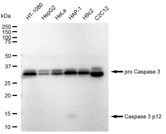 Caspase 3 p12 Antibody in Western Blot (WB)