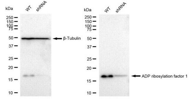 ARF1 Antibody