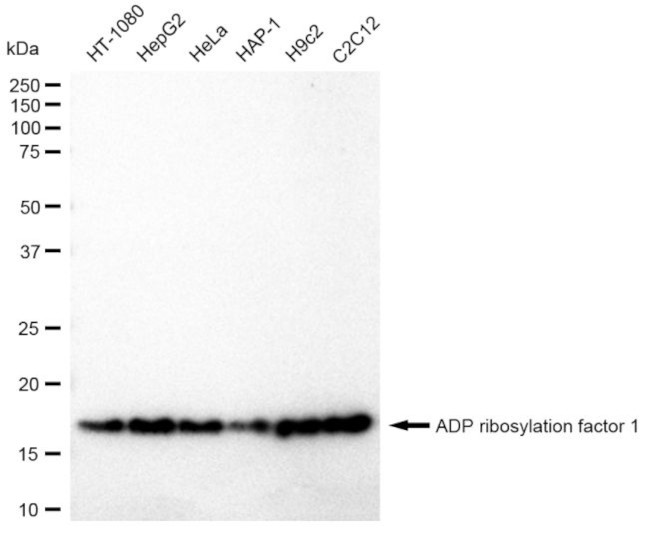 ARF1 Antibody in Western Blot (WB)