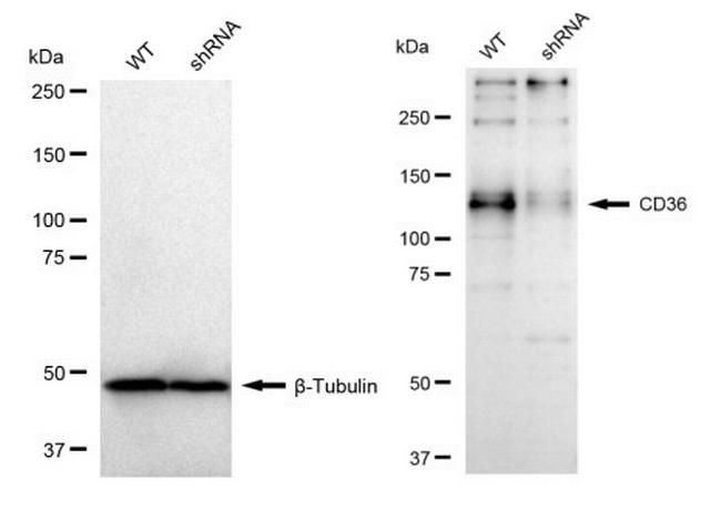 CD36 Antibody